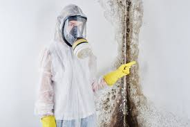 Best Water Damage & Mold Remediation  in High Point, FL